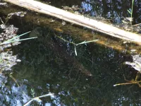 Florida gar [Lepisosteus platyrhincus]
